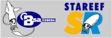 STAREEF